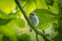 Pied flycatcher