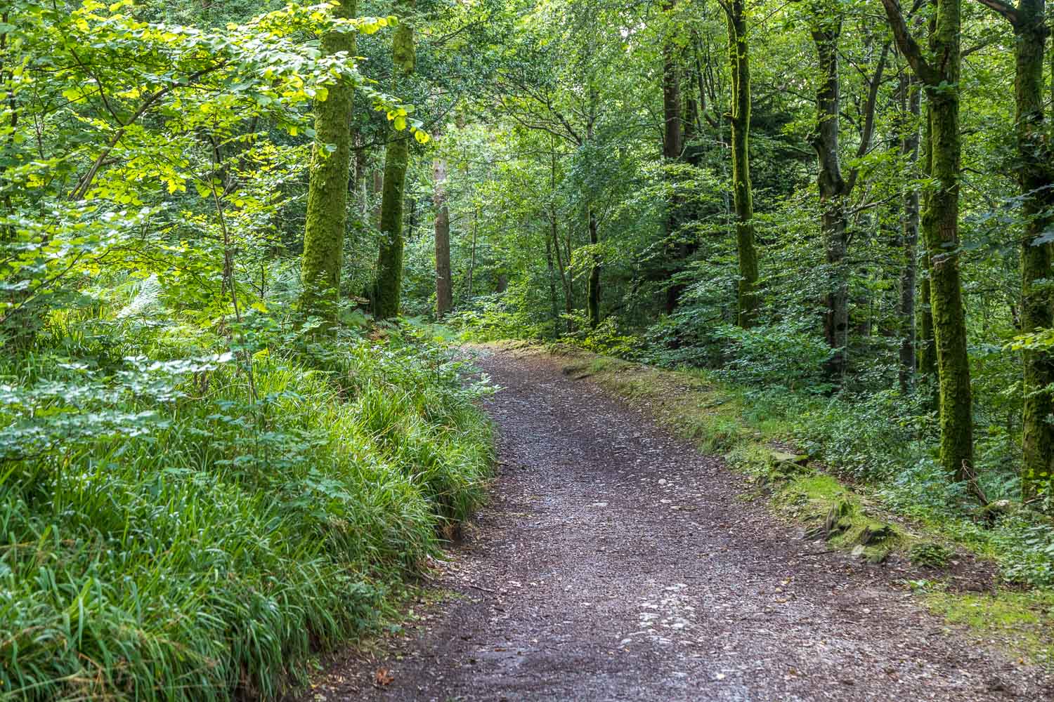 Lanthwaite Wood path
