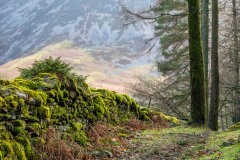 Lanthwaite Wood walk