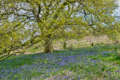 Bluebells