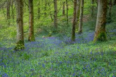 Lanthwaite Wood, bluebells