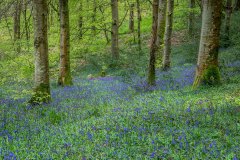 Lanthwaite Wood, bluebells