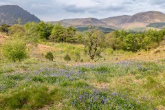 Brackenthwaite Hows bluebells
