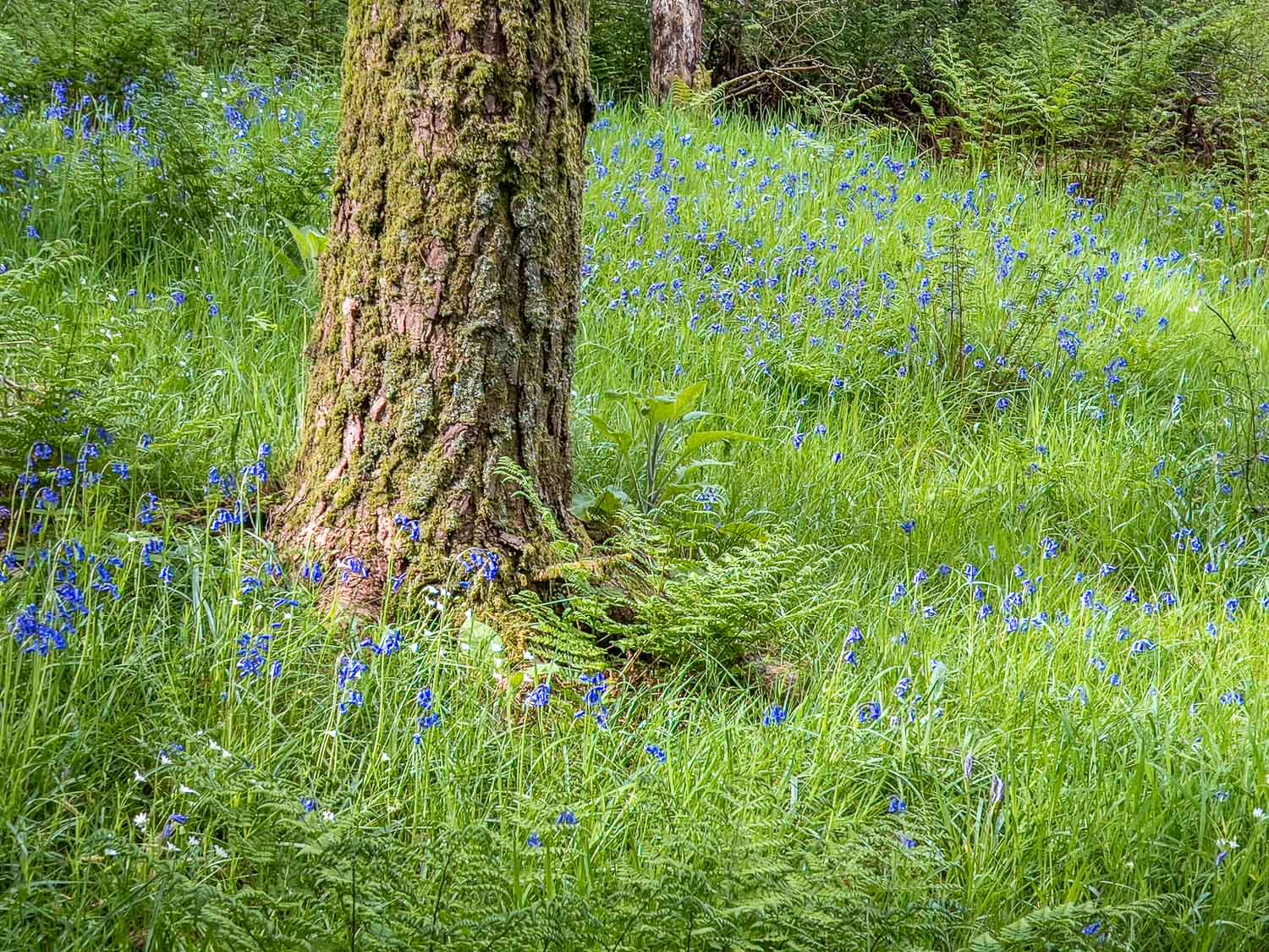 Lanthwaite Wood, bluebells