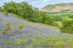 Brackenthwaite Hows, bluebells