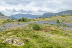 Brackenthwaite Hows, bluebells