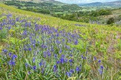 Lorton Vale