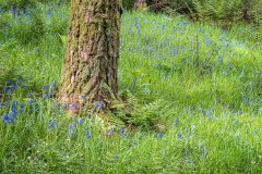 Lanthwaite Wood, bluebells