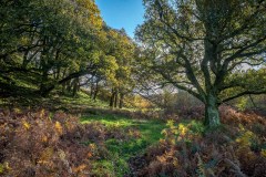 Brackenthwaite Hows
