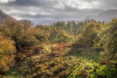 Lanthwaite Wood