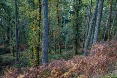 Lanthwaite Wood