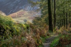 Lanthwaite Wood