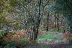 Lanthwaite Wood