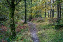 Lanthwaite Wood