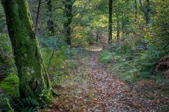 Lanthwaite Wood