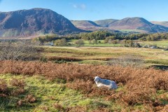 Loweswater fells, herdwick
