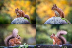 Red-squirrel