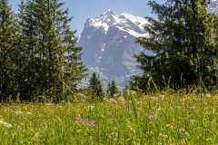 Wetterhorn, meadows