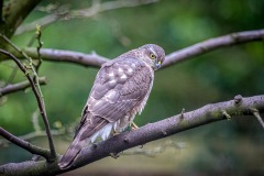 Sparrowhawk