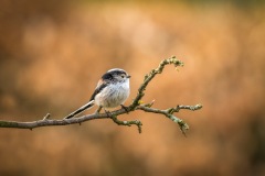 Long tailed tit