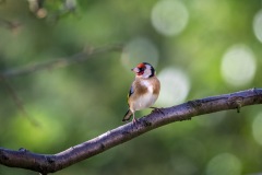 Goldfinch