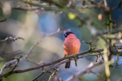 Male bullfinch