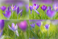 Crocus