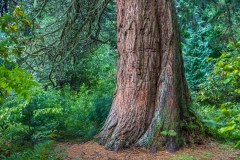 Brodick Castle tree
