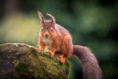 Red squirrel  Lake District