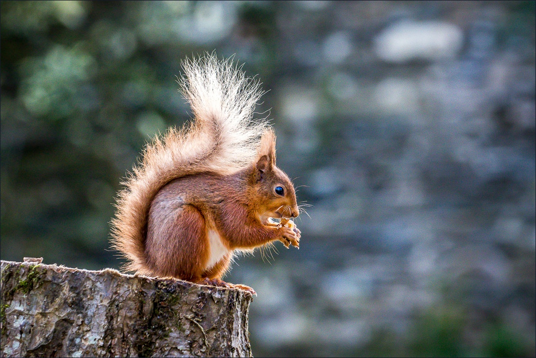 Red squirrel Lake district