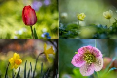 Spring flowers