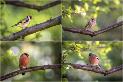 Goldfinch, greenfinch, bullfinch and chaffinch