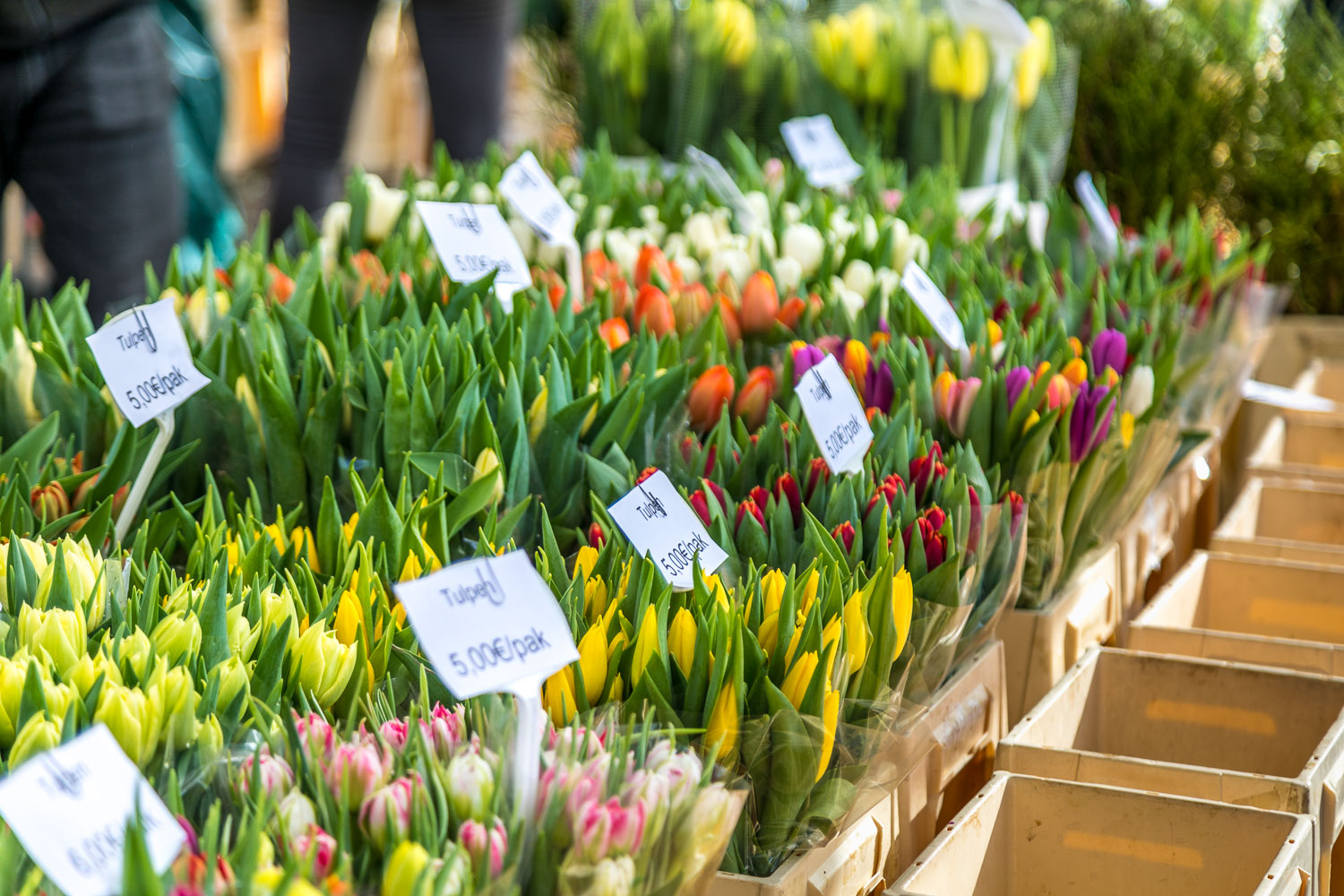Markt Bruges, tulips
