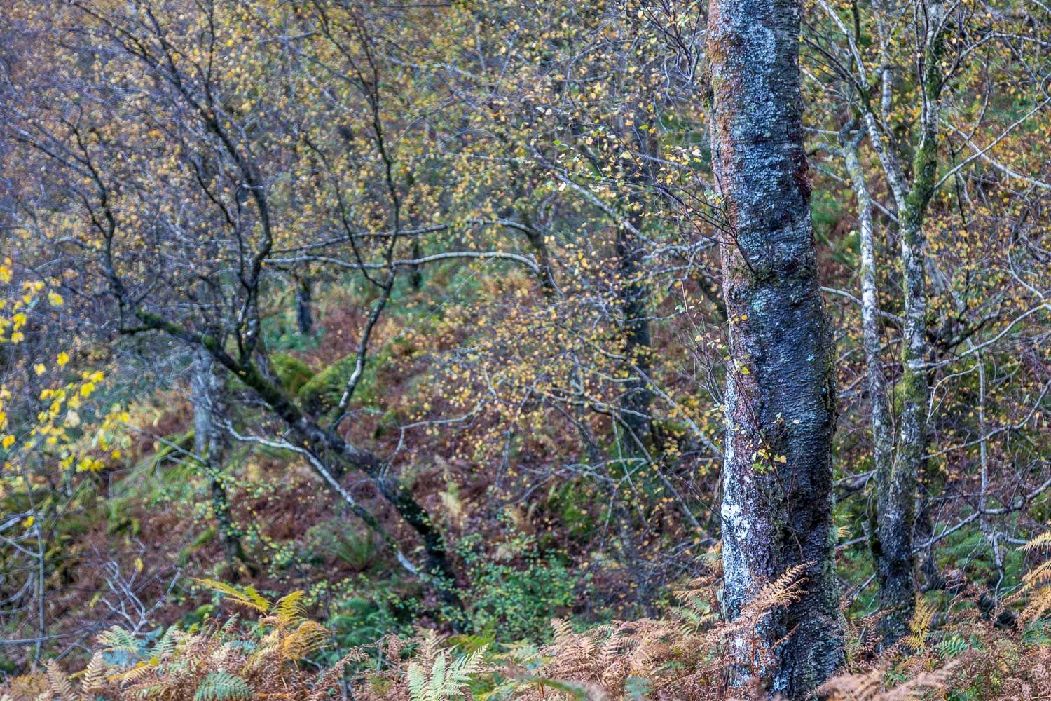 Borrowdale birch