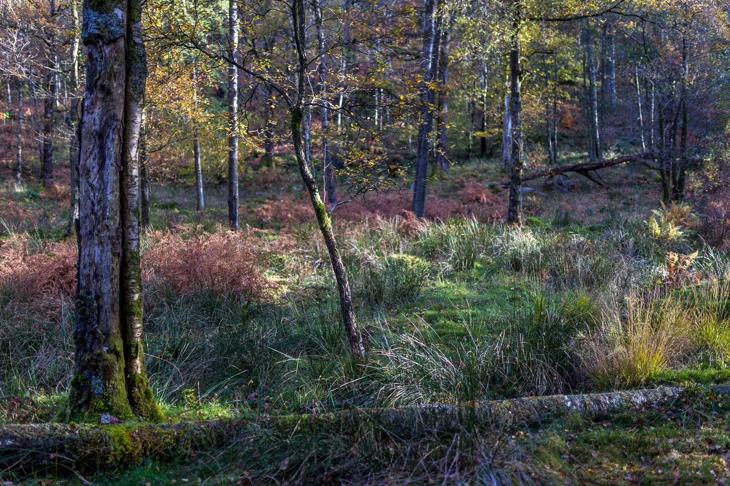 Lodore Wood