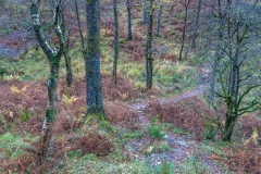 Borrowdale birch
