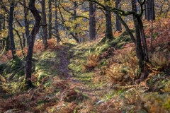 Lodore Wood