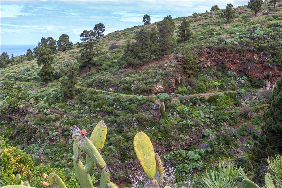 Cuevas de Buracas walk,  La Palma