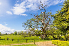 Burton Constable Hall, sweet chestnut tree