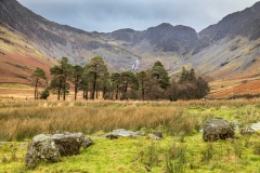 Buttermere pines