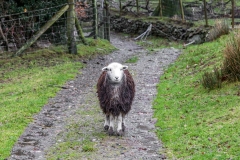 Buttermere, herdwick