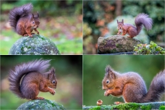 Red squirrel Lake District