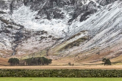 Buttermere pines and Warnscale Bottom