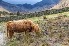 Buttermere highland cattle