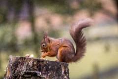 Red squirrel Lake District