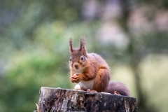 Red squirrel Lake District
