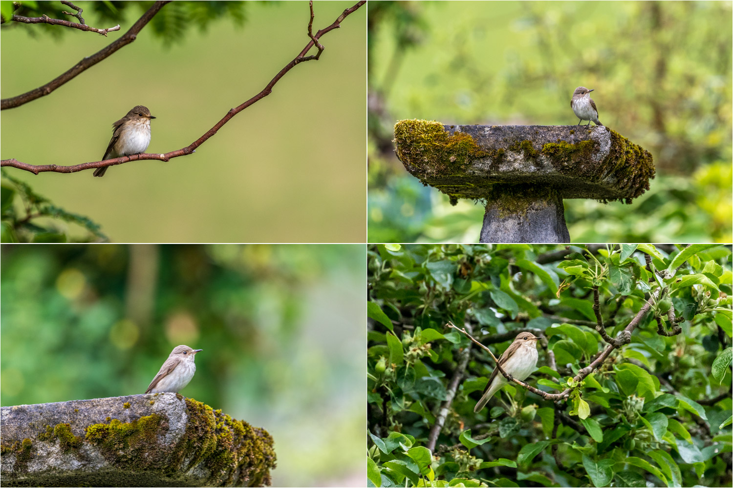 spotted flycatcher Lake District