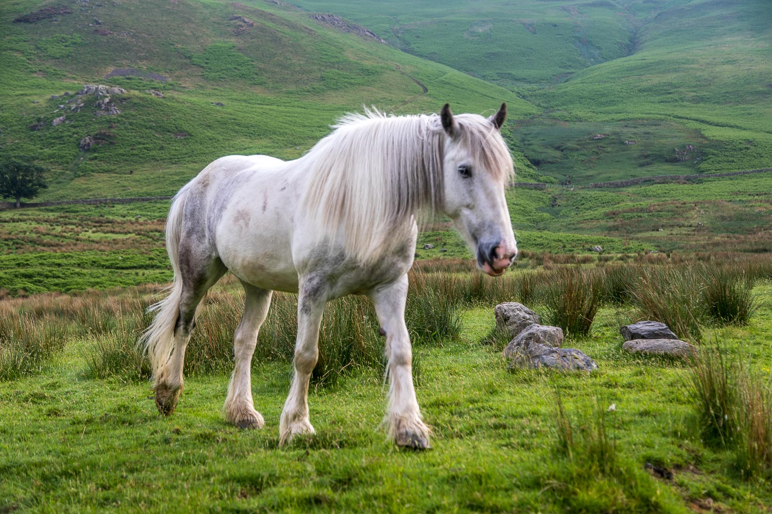 Horse in the fields beyond Gatesgarth