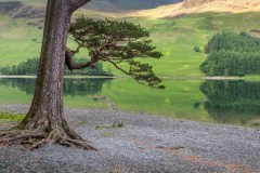 Buttermere pine