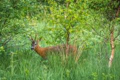 Buttermere roe deer